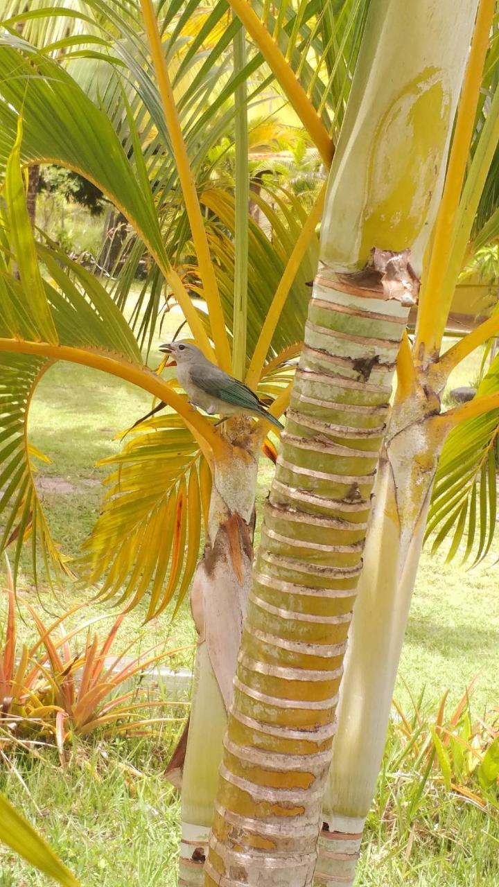 Pousada Vida Mar Barra Grande (Bahia) Exterior foto